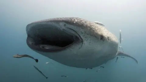 AFP/GETTY Whale shark under water pictured eating fish near Donsol town in the Philippines