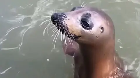 Seal