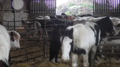 RSPCA Ponies