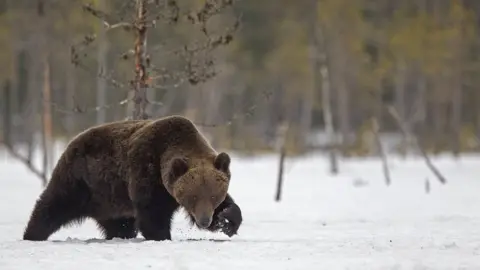 JENNY HIBBERT A large brown bear just out of hibernation