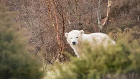 RZSS Polar bear cub Hamish