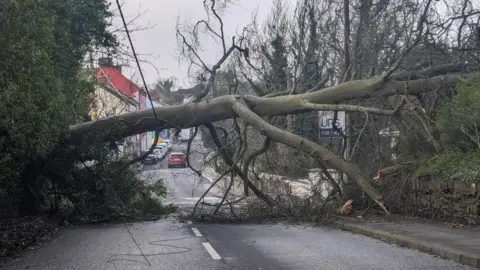 Paul Mageean Tree down in Killyleagh, County Down