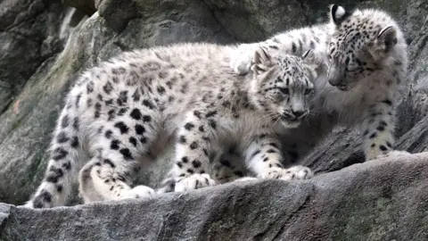 Snow leopards at Bronx Zoo.