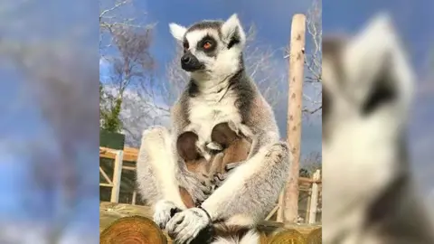 Carly Gough Lemur