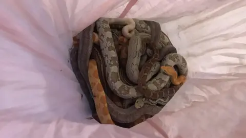 RSPCA Abandoned snakes