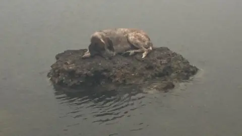 Kalogerikos Nikos A dog on a rock surrounded by water after escaping wild fires in Greece