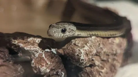 SSPCA Corn snake on rock