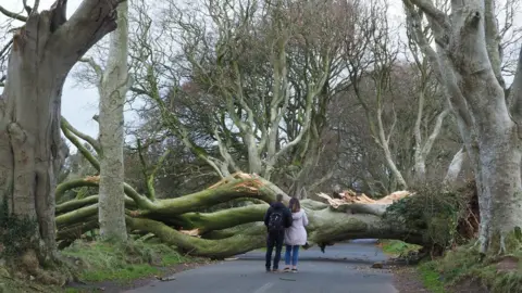 Bob McCallion A couple stand in front of a fallen tree at the Dark Hedges