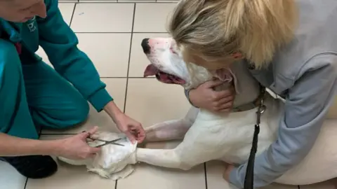 Leanne Smith Rossi at the vets having a bandage put on his foot