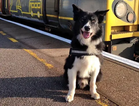 BTP Mojo the police dog