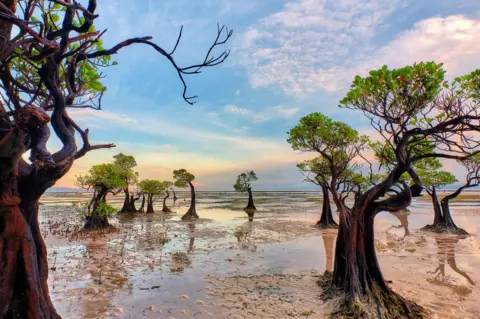 Harry Pieters A landscape shot of mangrove trees at jaunty angles looking as though they are dancing