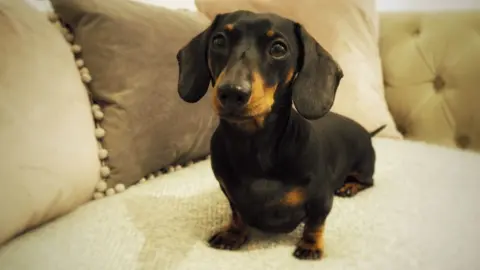 Katie Marshall Sybil the miniature dachshund