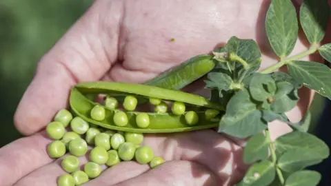 Yorkshire peas Man's hand with peas