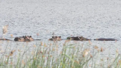 NicholasMathevon Hippos at Maputo Special Reserve, Mozambique