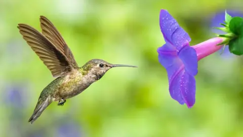 Getty Images Hummingbird