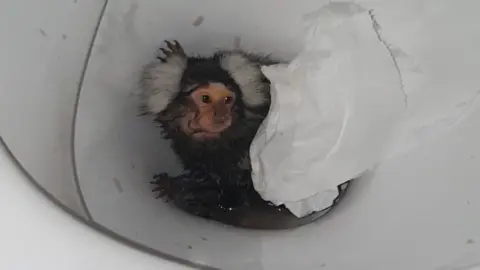 RSPCA Cymru Marmoset in toilet