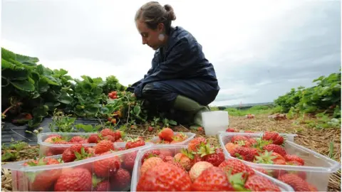 PA Fruit picker in Northumberland