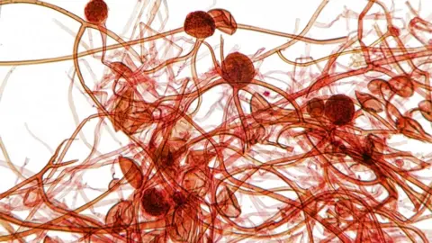 Science Photo Library Aspergillus