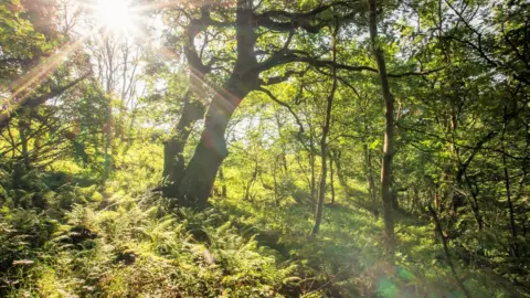 Mari Lloyd  Trees