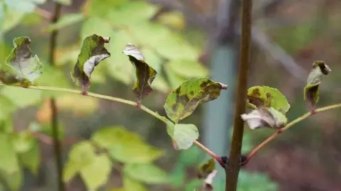 Science Photo Library Ash dieback on leaves