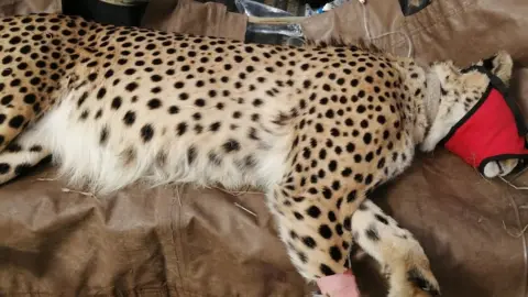 Adrian Tordiffe Anesthetised cheetah