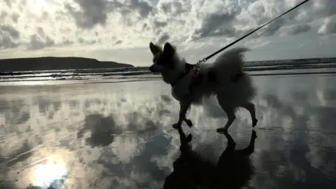 Clem Stevenson Dog on Broad Haven beach