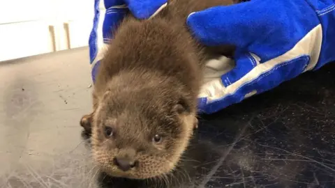 RSPCA 'Windy' the otter