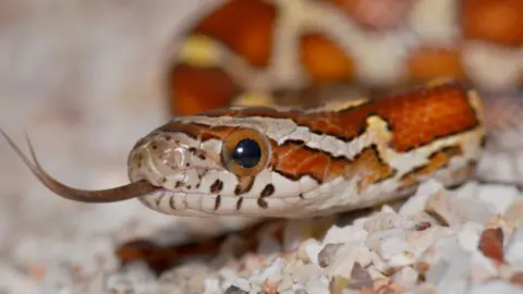 Getty Images Corn snake