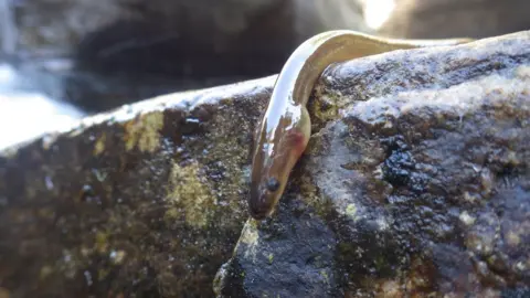  Ness District Salmon Fishery Board Eel
