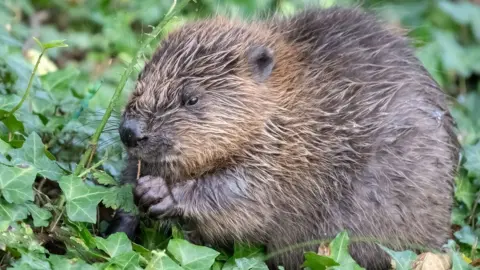 National Trust/PA Baby beaver which has been named after goalkeeper Mary Earps in honour of England reaching the World Cup final.
