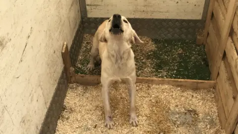 RSPCA Bonnie at the puppy farm