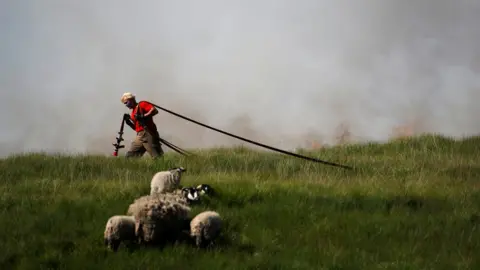 Reuters A fire fighter carries a water hose past sheep close to scorched moorland as it burns during a moorland fire at Winter Hill, near Rivington. 1 July 2018