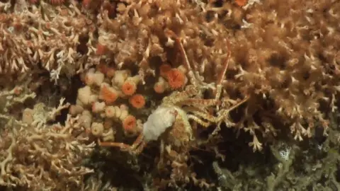 ATLAS Deep sea coral on a seamount