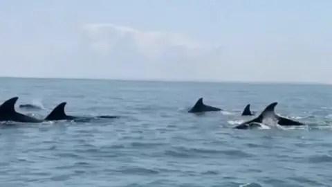 BBC guernsey dolphins in the sea