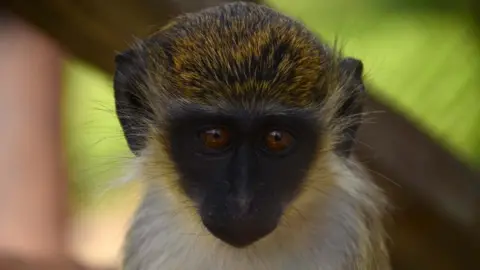 Dr Meghan Davis A green vervet monkey