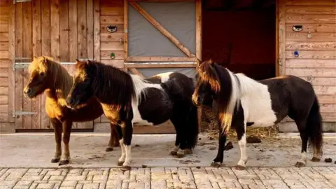 Scottish SPCA Shetland ponies Mouse, Maisie and Honey were rescued