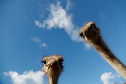 Toms Kalnins / EPA African ostriches are seen during a sunny autumn day at a farm in Snepele, Latvia, on 18 October 2021