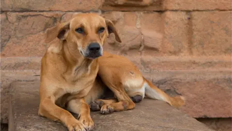 Getty Images Stray dog