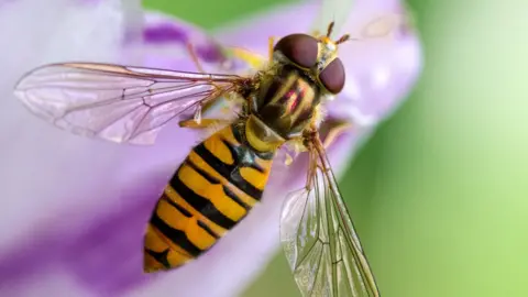 Getty Images Hoverfly