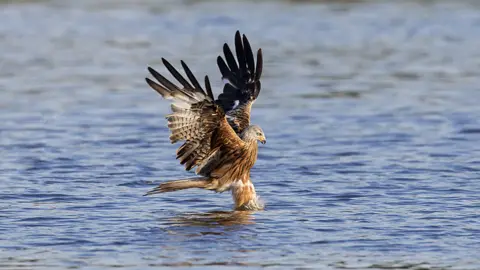 Getty Images Red kite