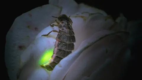 https://ichef.bbci.co.uk/news/480/cpsprodpb/E33E/production/_131547185_glowingglowwormonflowergettyimages-1440781587.jpg.webp
