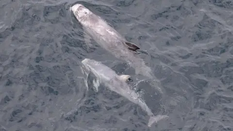 Karen Munro Risso's dolphins