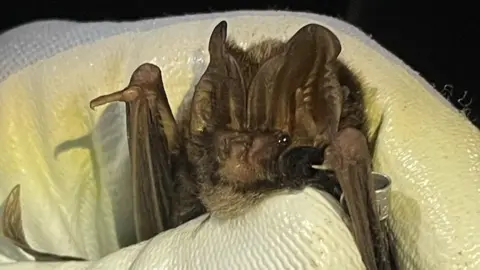 Barbastelle bat