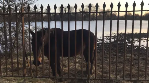 BBC Horse in flooded field