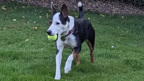 RSPCA A black and white dog carrying a tennis ball in its mouth