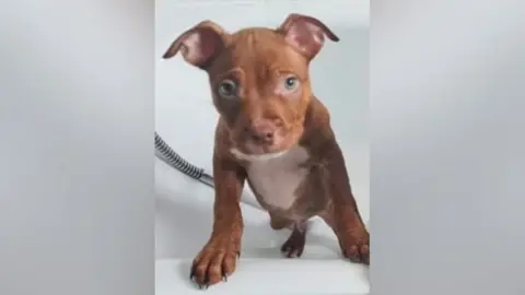 RSPCA The 11-week-old puppy, named Rocko, was found with cigarette burns and scratches, the RSPCA says