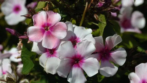 Getty Images busy lizzie