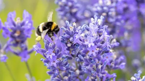 PA Media Bee with flowers