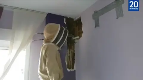 20 minutos Beekeeper inspecting beehive behind a bedroom wall
