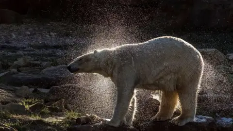 Yorkshire Wildlife Park Polar bear shaking off water